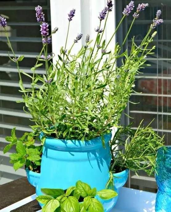 植物也看氣質(zhì)，哪種花卉更適合你的家？