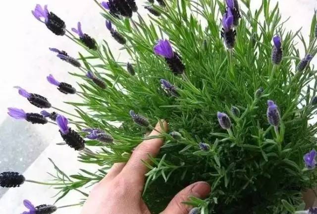 植物也看氣質(zhì)，哪種花卉更適合你的家？