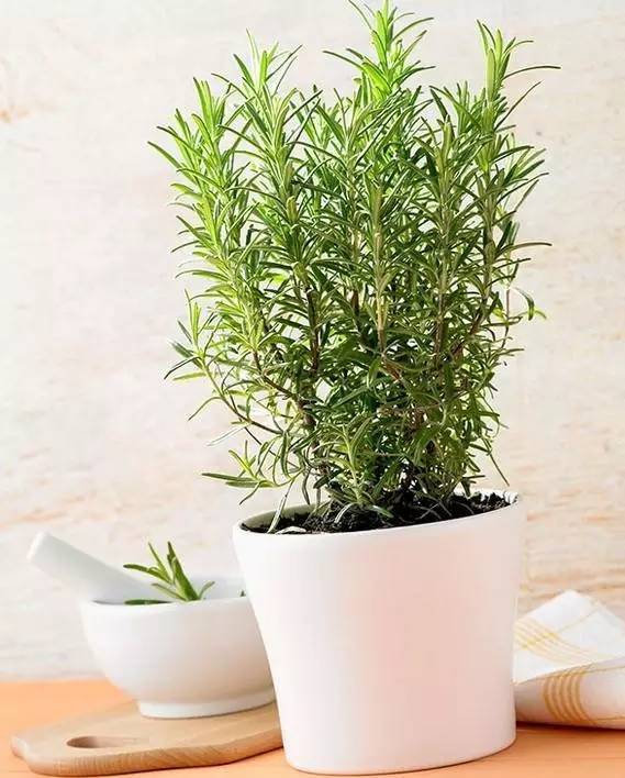 植物也看氣質(zhì)，哪種花卉更適合你的家？