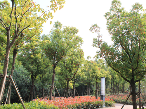 園冶杯專業(yè)獎(jiǎng)：2015年小游園建設(shè)工程A標(biāo)段
