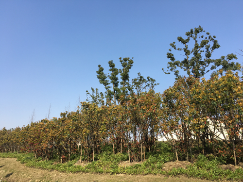 園冶杯專業獎：中環快速路景觀綠化工程二標段