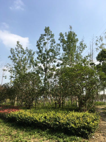 園冶杯專業獎：中環快速路景觀綠化工程二標段