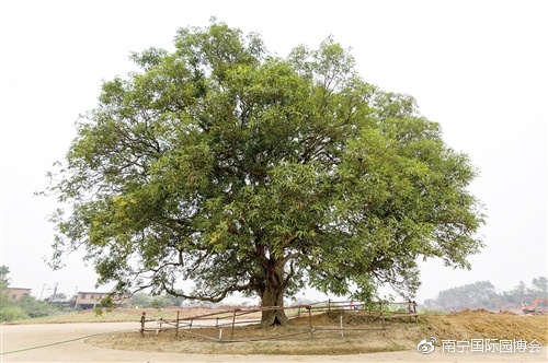 堅持生態造園 200年古樹重現生機