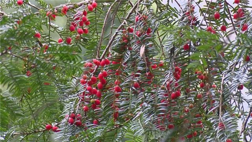1200年的古樹(shù)，結(jié)滿了”紅寶石”！