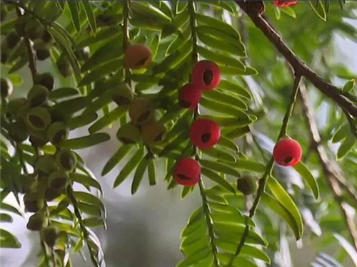 1200年的古樹(shù)，結(jié)滿了”紅寶石”！