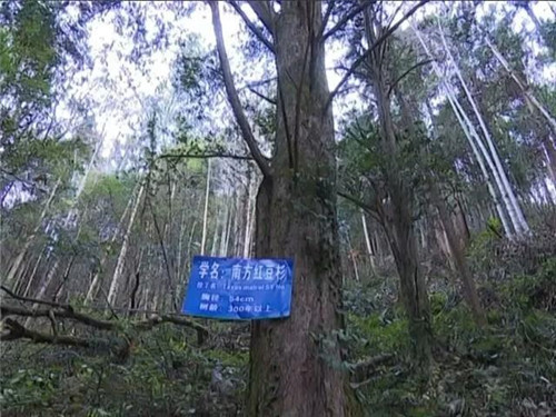 1200年的古樹(shù)，結(jié)滿了”紅寶石”！
