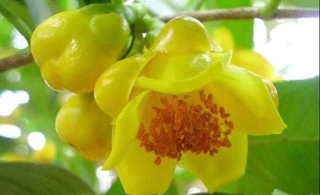 尋找發(fā)現(xiàn)國寶級珍稀植物金花茶