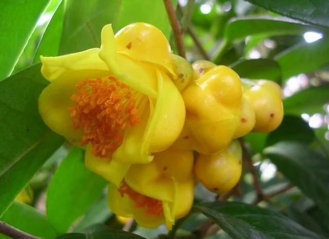尋找發(fā)現(xiàn)國寶級珍稀植物金花茶