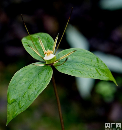 昆明植物研究所發現重樓屬新成員啟良重樓