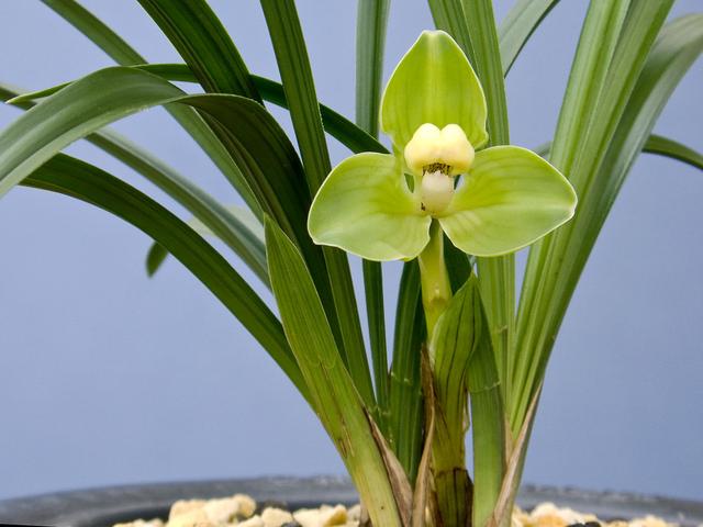 直接用它養(yǎng)蘭花，比市面蘭花土好10倍！