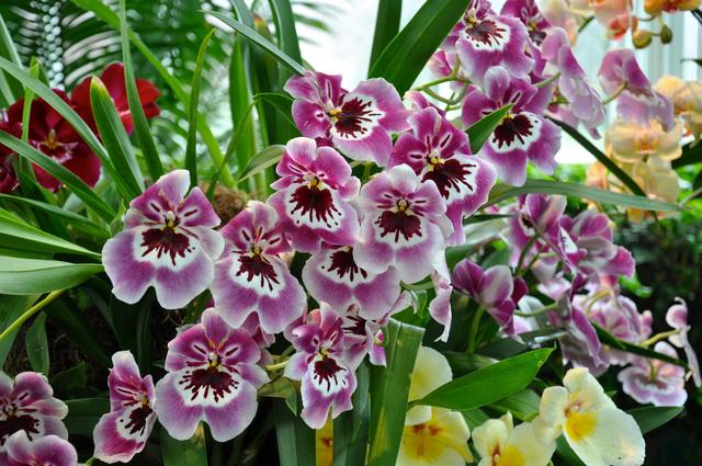 直接用它養(yǎng)蘭花，比市面蘭花土好10倍！