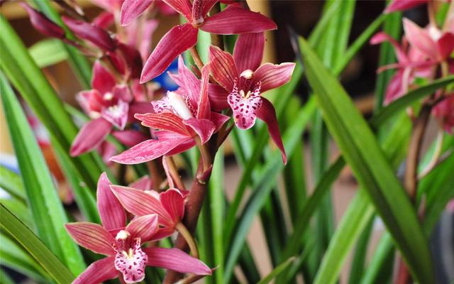 直接用它養(yǎng)蘭花，比市面蘭花土好10倍！