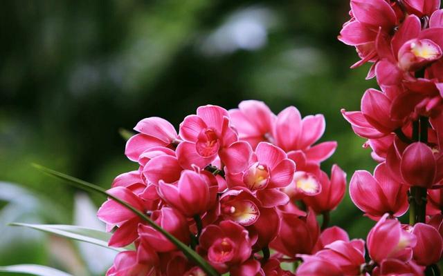 直接用它養(yǎng)蘭花，比市面蘭花土好10倍！