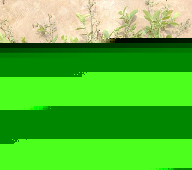 關于苗木——藍莓種植中的關鍵注意事項