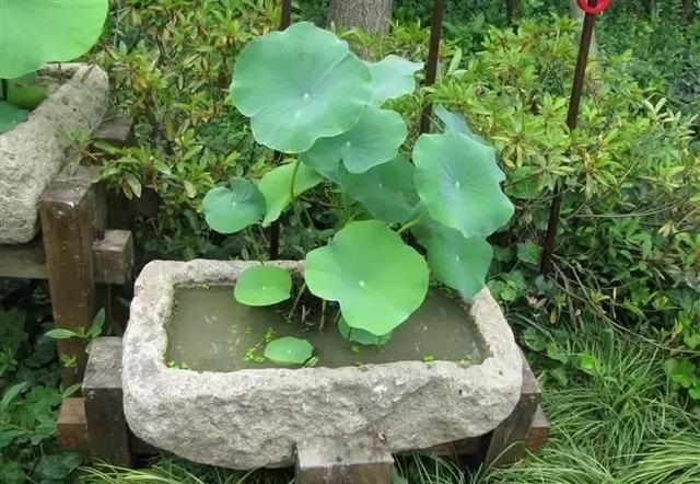 養好這些水生植物勝過花卉盆栽