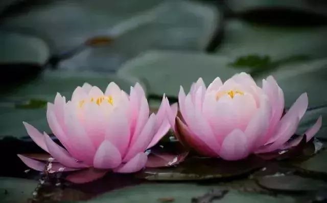 養好這些水生植物勝過花卉盆栽
