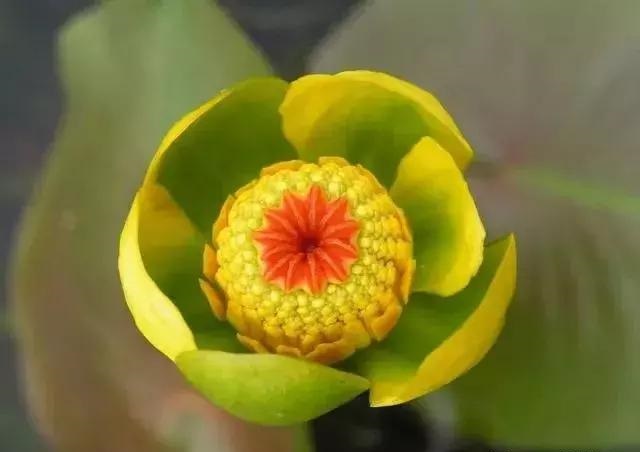 養好這些水生植物勝過花卉盆栽