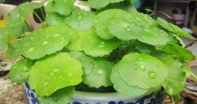養好這些水生植物勝過花卉盆栽