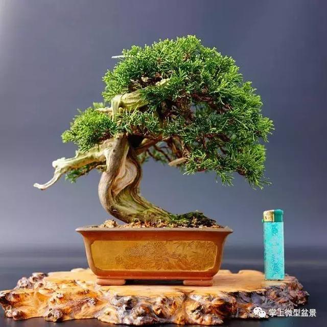 盆景上盆后長得慢，有讓枝干增粗的好辦法嗎