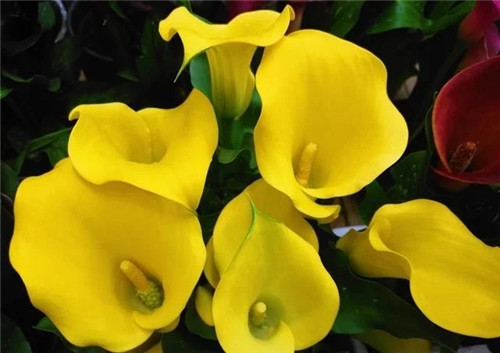 花卉市場(chǎng)里，這幾種花，很受大家喜愛(ài)