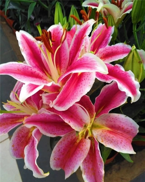 花卉市場(chǎng)里，這幾種花，很受大家喜愛(ài)