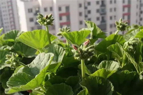 不想給花卉換盆，花卉盆土不板結(jié)怎么辦