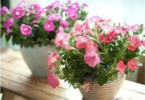 不想給花卉換盆，花卉盆土不板結(jié)怎么辦
