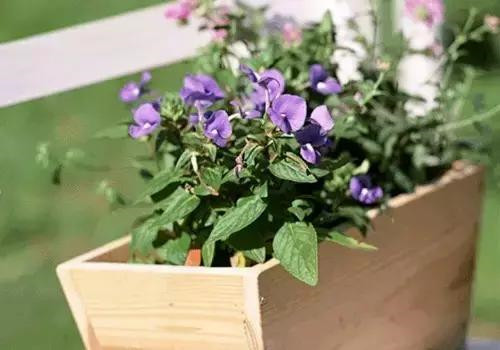不想給花卉換盆，花卉盆土不板結(jié)怎么辦