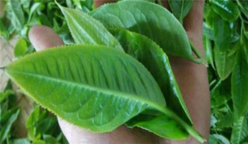 如何鑒別古樹茶？這六點(diǎn)很重要