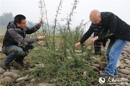 瀕危野生植物疏花水柏枝被列入專項(xiàng)保護(hù)