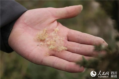 瀕危野生植物疏花水柏枝被列入專項(xiàng)保護(hù)