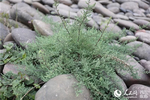 瀕危野生植物疏花水柏枝被列入專項(xiàng)保護(hù)