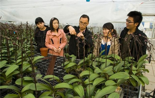 如何挑選年宵花卉？年宵花卉都有哪些