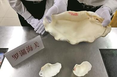 羅湖海關(guān)查獲瀕危野生動植物上萬件 