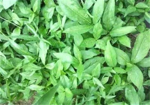 這種植物，只需要一丁點(diǎn)，讓你立馬失去知覺