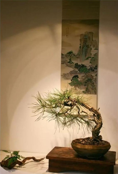 美國費城的盆景與插花藝術展