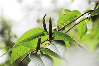 瀕危植物金平樺再現(xiàn)金平