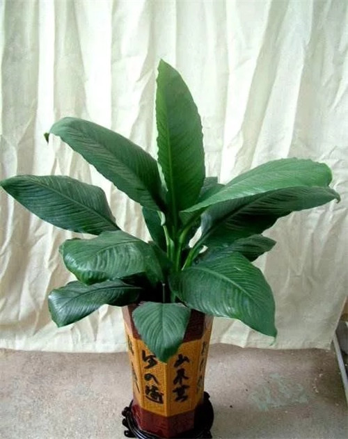 這8種植物是凈化空氣的能手，關鍵好養活！