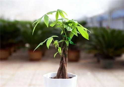 這8種植物是凈化空氣的能手，關鍵好養活！