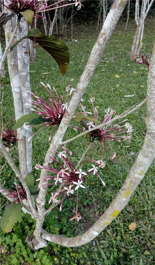 煙火樹，大青屬植物在古籍中的描述