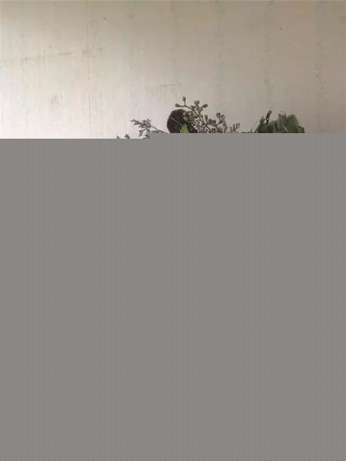民宿設計：如果可以，我想有個這樣的小屋