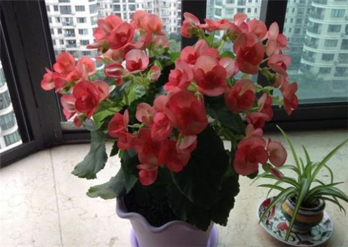 花期最長的花卉之一，四季開花好盆栽