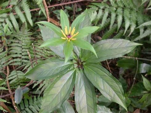 農村這種野草，它在民間的珍貴價值