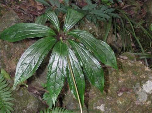 農村這種野草，它在民間的珍貴價值