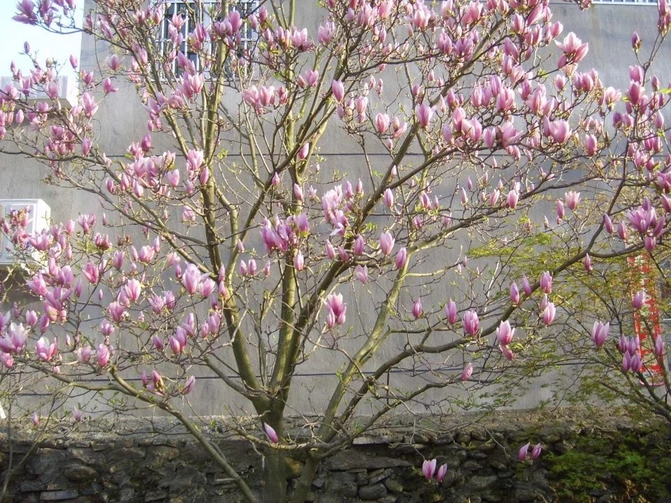 春天這種名貴花，鼻炎十個(gè)九個(gè)有效