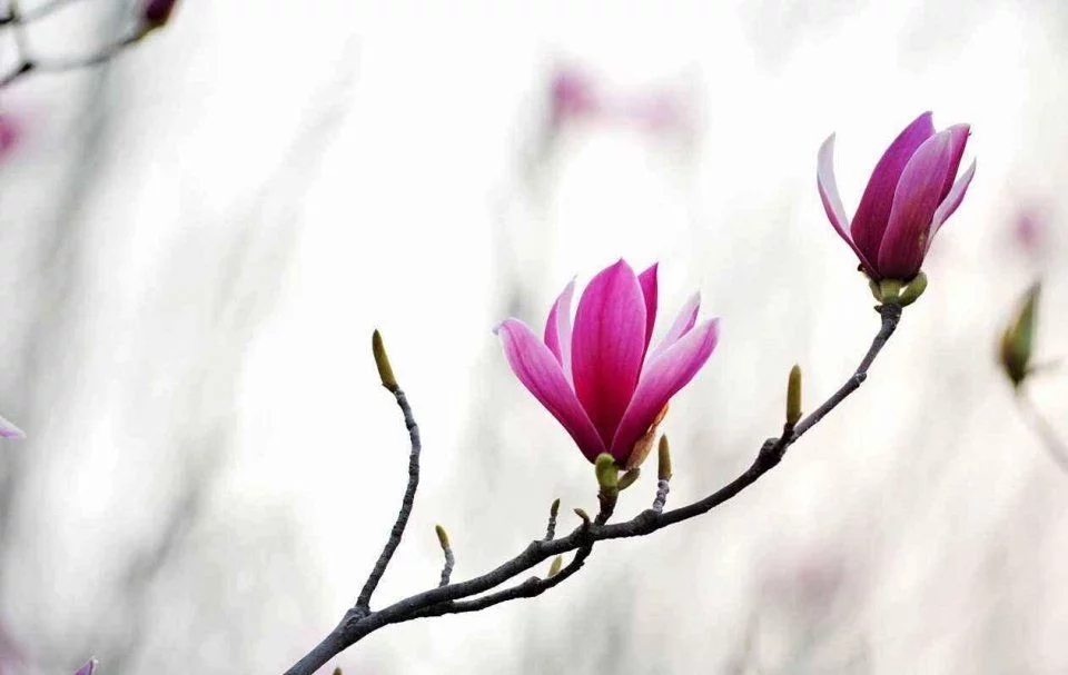 春天這種名貴花，鼻炎十個(gè)九個(gè)有效