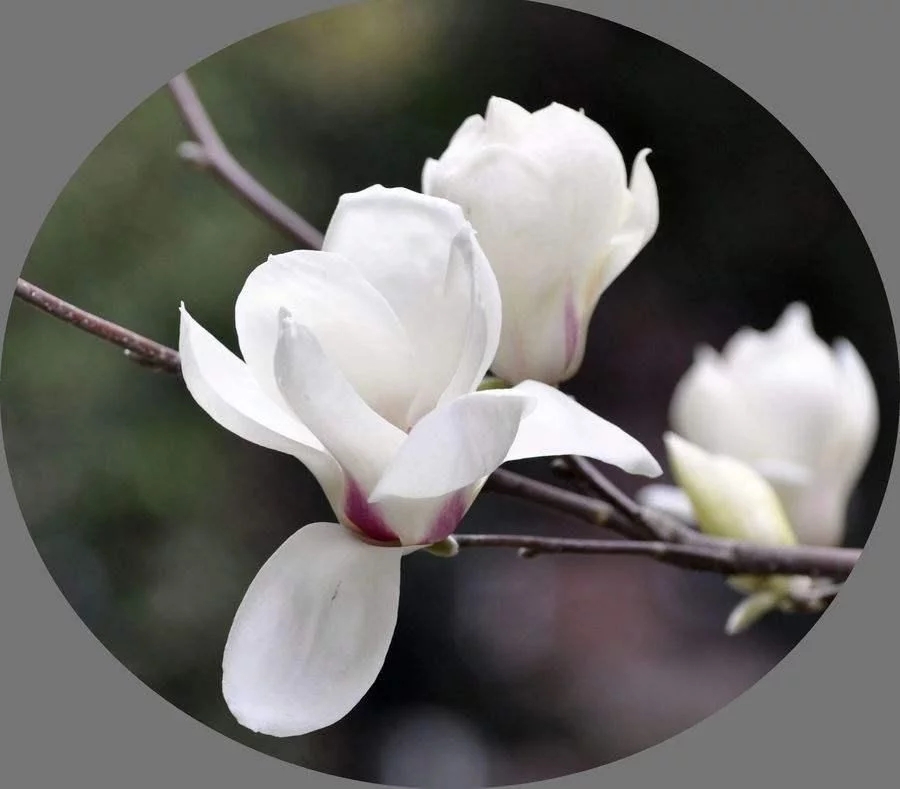 春天這種名貴花，鼻炎十個(gè)九個(gè)有效