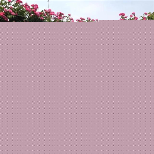 露臺和院子中少不了的9種多年生花卉