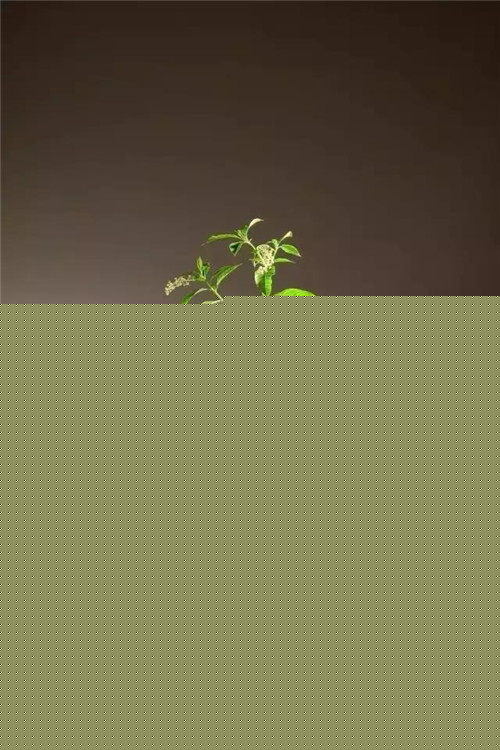 中式插花的“天道”與“地理”