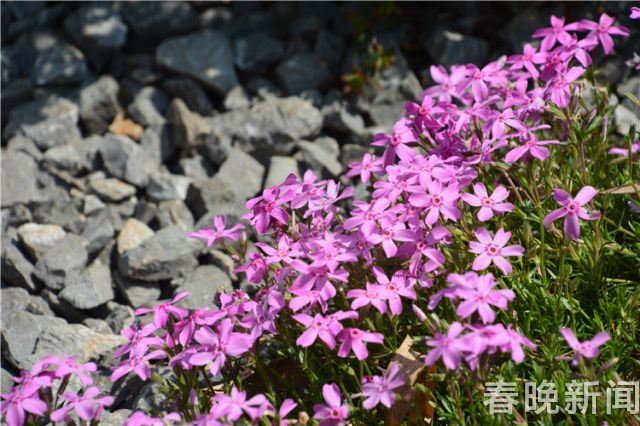 蔥花綻放昆明植物園！這么美的“廚房三寶”